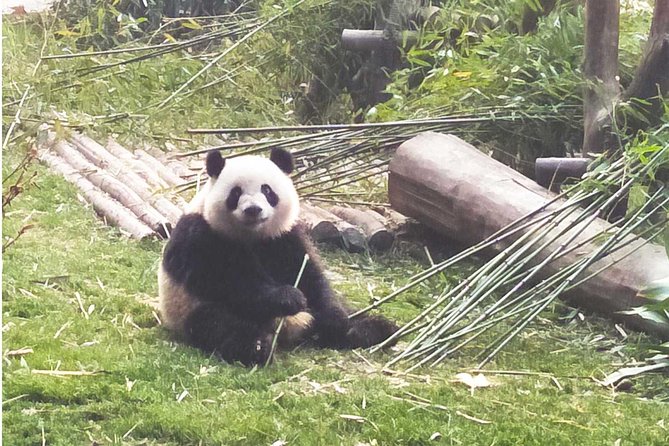 Chengdu Impressions Tour of Sichuan Cuisine Museum and Giant Pandas - Accessibility and Participation