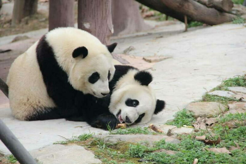 Chengdu: Leshan Buddha Optional Tours w/ Transfer or Guide - The Experience: What You Can Expect