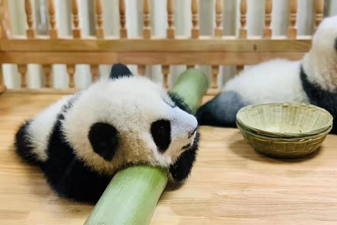 Chengdu One Day Trip of Panda Base Plus Your Choice - Pickup and Dropoff