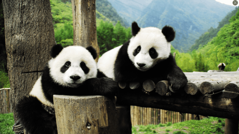 Chengdu Panda and Doujiangyan Irrigation System Private Tour - Itinerary Highlights