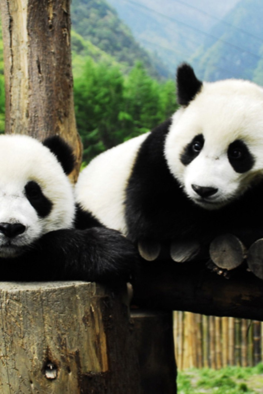 Chengdu Panda and Doujiangyan Irrigation System Private Tour - Dujiangyan Panda Center