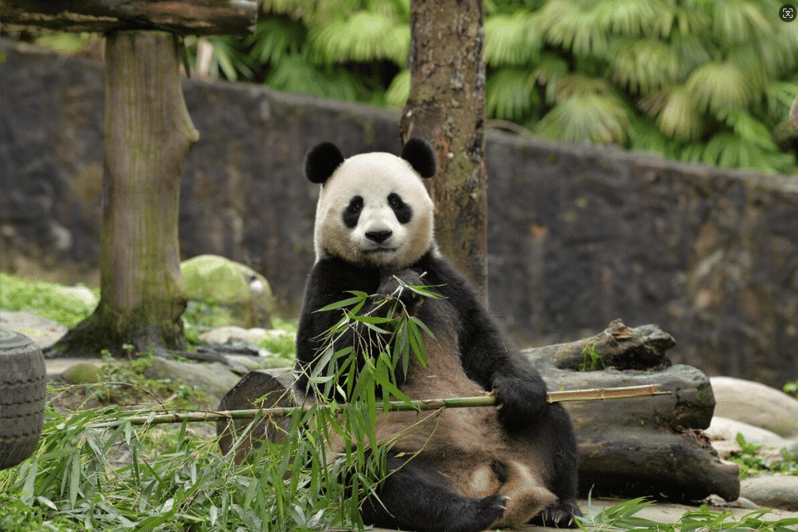 Chengdu Panda and Doujiangyan Irrigation System Private Tour - Historical Sites