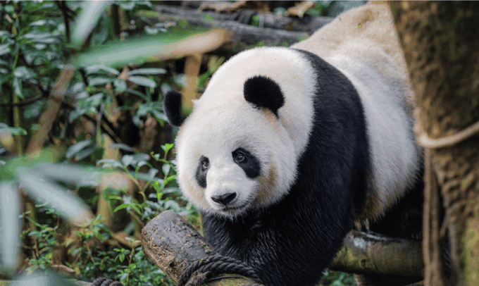 Chengdu Panda and Doujiangyan Irrigation System Private Tour - Important Information
