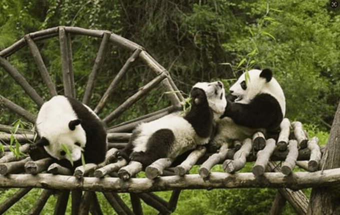 Chengdu Panda and Doujiangyan Irrigation System Private Tour - Additional Notes