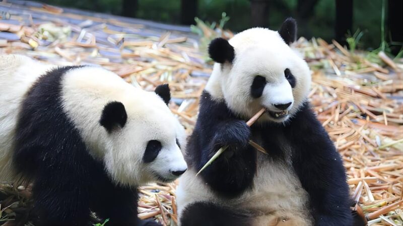 Chengdu Panda Base and Dujiangyan One-Day Private Tour - Key Points