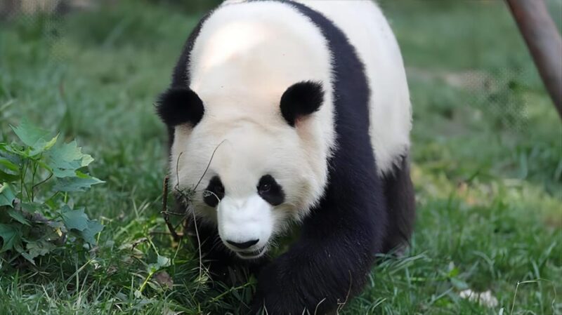 Chengdu Panda Base and Dujiangyan One-Day Private Tour - Important Information