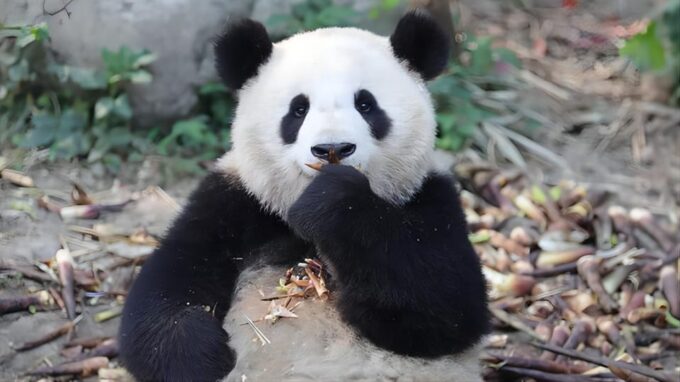 Chengdu Panda Base and Dujiangyan One-Day Private Tour - Customer Reviews