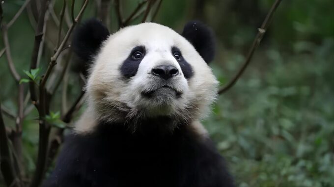 Chengdu Panda Base and Dujiangyan One-Day Private Tour - Panda Base Experience