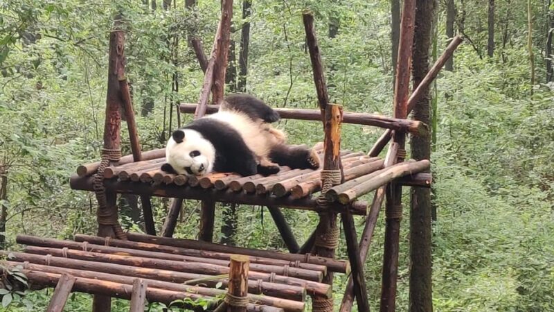 Chengdu Panda Base and Leshan Giant Buddha One-Day Tour - Highlights