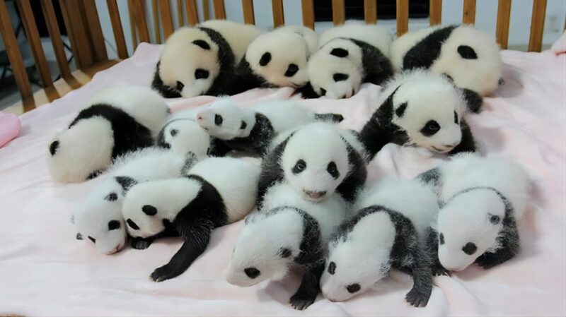 Chengdu Panda Base and Leshan Giant Buddha One-Day Tour - Important Information