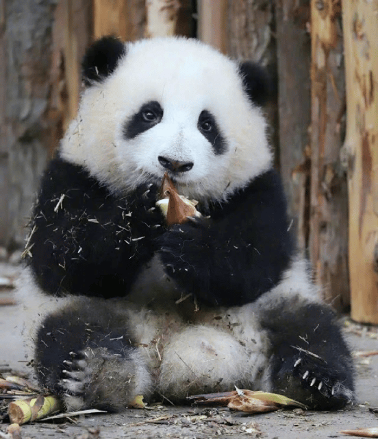 Chengdu Panda Base and Leshan Giant Buddha One-Day Tour - Customer Reviews