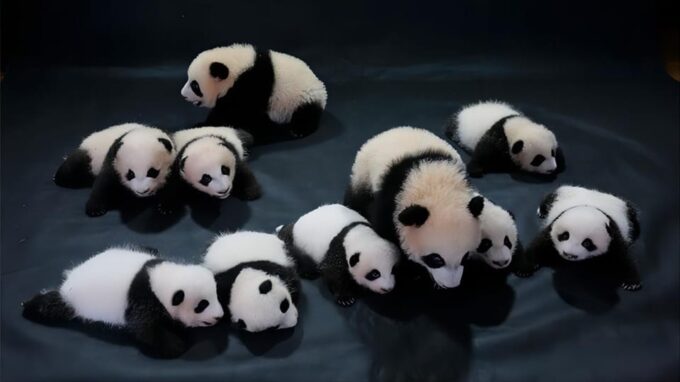 Chengdu Panda Base and Leshan Giant Buddha One-Day Tour - Contact Information