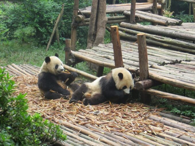 Chengdu Panda Base and Leshan Giant Buddha One-Day Tour - Frequently Asked Questions