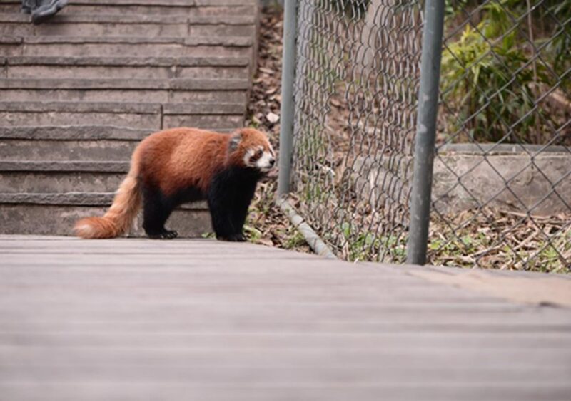 Chengdu Panda Base and Sanxingdui Museum Private Tour - Transportation and Guide