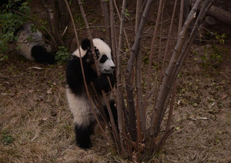 Chengdu Panda Base and Sanxingdui Museum Private Tour - Important Information