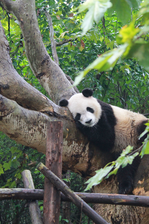 Chengdu: Panda Base Half Day Group Tour - Itinerary Details