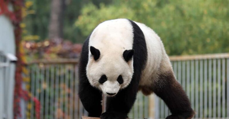 Chengdu: Panda Base Half Day Group Tour - Inclusions