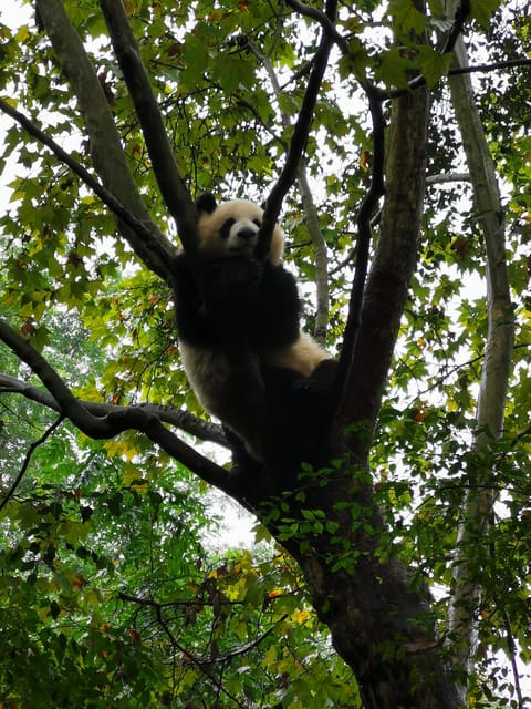 Chengdu: Panda Base Half Day Group Tour - Participant Restrictions