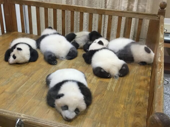 Chengdu: Panda Base Half Day Group Tour - Customer Reviews