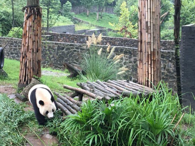 Chengdu: Panda Base Half Day Group Tour - Booking and Cancellation