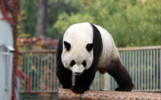 Chengdu: Panda Base Half Day Group Tour - Frequently Asked Questions