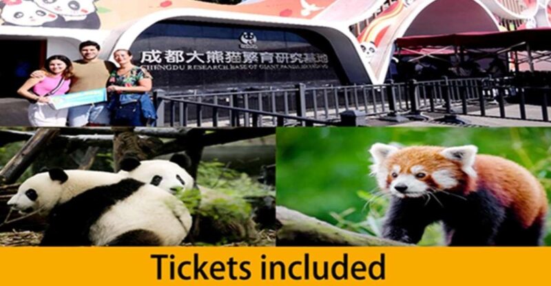 Chengdu Panda Base Half Day Tour - Key Points
