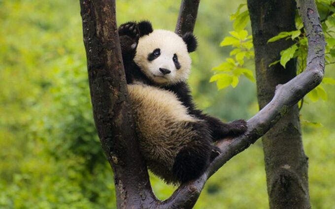 Chengdu Panda Base Half Day Tour - Tour Duration and Price