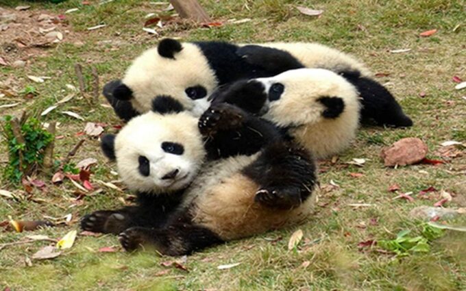 Chengdu Panda Base Half Day Tour - Cancellation Policy