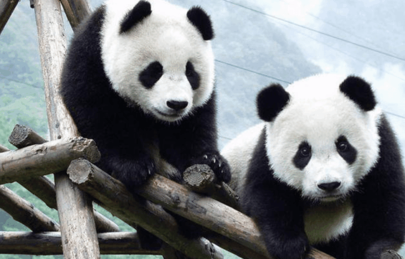 Chengdu Panda Base Tour With Tickets and Cooking Class - Important Information