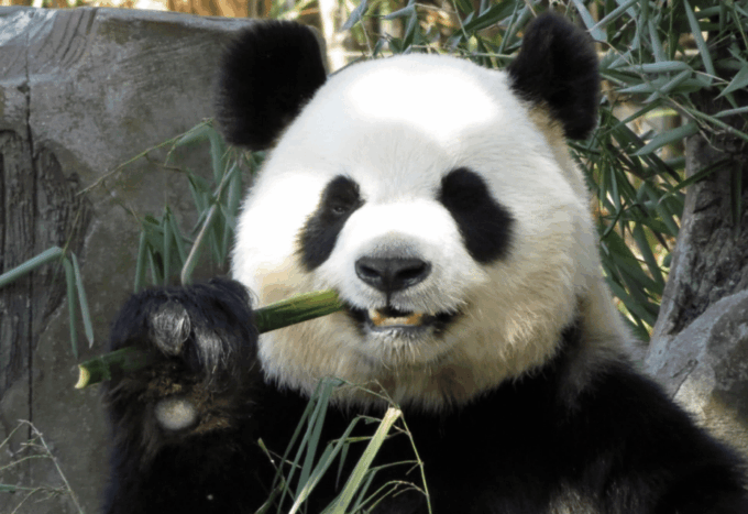 Chengdu Panda Base Tour With Tickets and Cooking Class - Cooking Class Experience