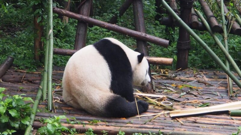 Chengdu: Panda Breeding Base Private Tour or Tickets Only - Key Points