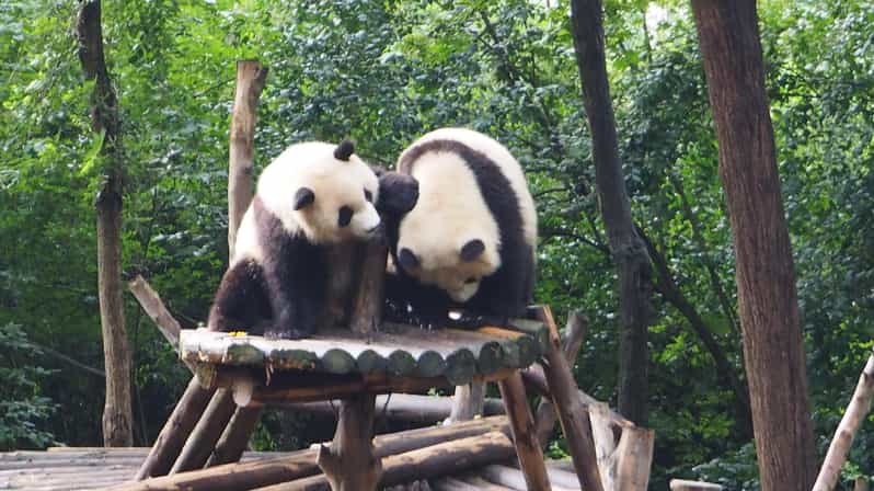 Chengdu: Panda Breeding Base Private Tour or Tickets Only - Itinerary Overview