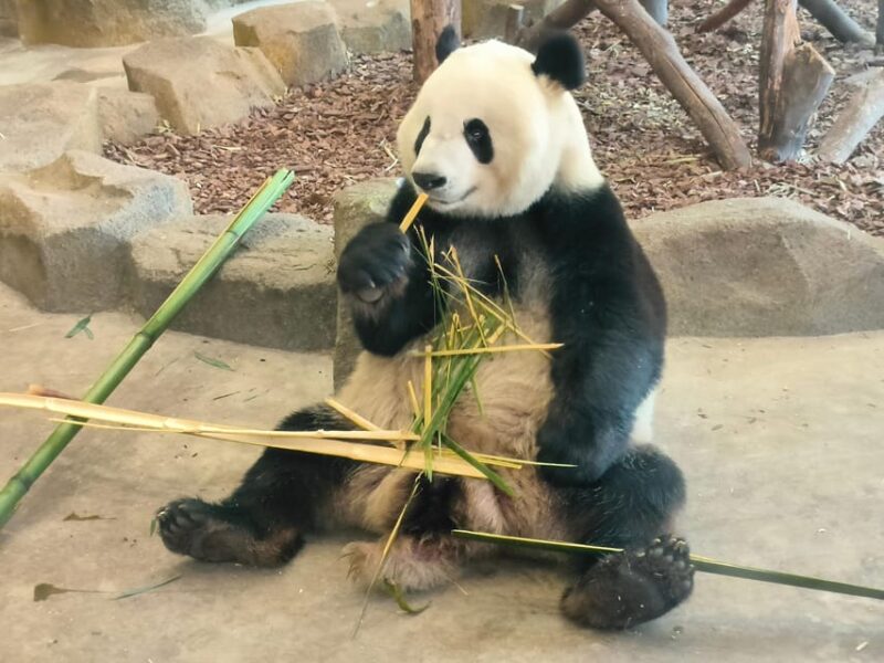 Chengdu: Panda Breeding Base Private Tour or Tickets Only - Customer Reviews