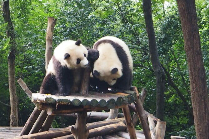 Chengdu Panda Breeding Base Ticket w/ Optional Transfer or Guide - Exploring the Chengdu Panda Breeding Base: A Practical Review