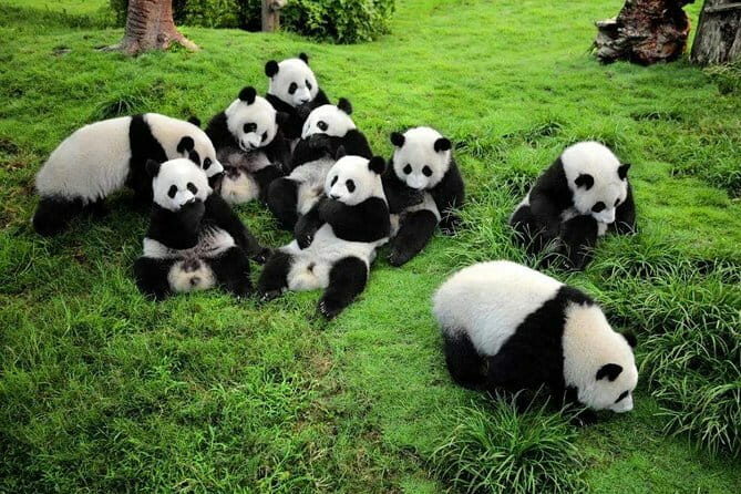 Chengdu Panda Breeding Base Ticket w/ Optional Transfer or Guide - Who Will Love This Tour?
