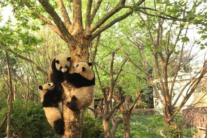 Chengdu Panda Breeding Base Ticket w/ Optional Transfer or Guide - FAQs