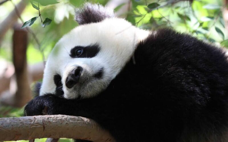 Chengdu: Panda Breeding Base Tickets Booking - Key Points