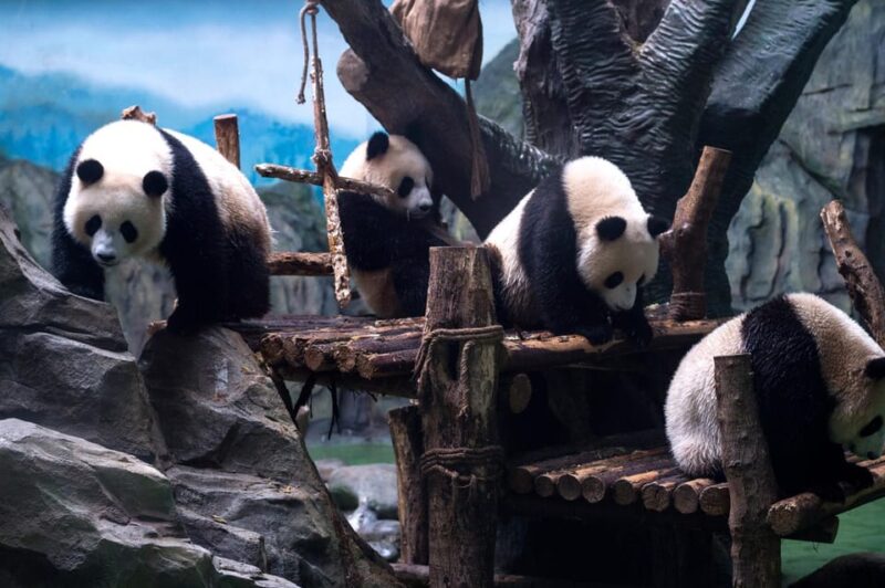 Chengdu: Panda Breeding Base Tickets Booking - Visitor Information and Recommendations