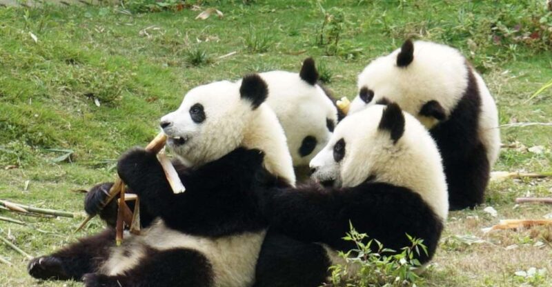Chengdu Panda Breeding Center Tour Option Panda Volunteer - Highlights of the Experience