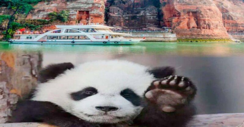 Chengdu Panda & Leshan Buddha One Day Private Tour - Itinerary Details