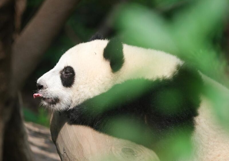Chengdu Panda & Leshan Buddha One Day Private Tour - Leshan Giant Buddha