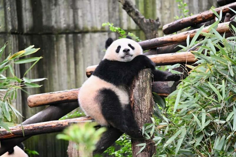 Chengdu: Panda Park & Optional Leshan Giant Buddha Tour - An In-Depth Look at the Tour Itinerary