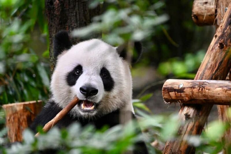 Chengdu: Panda Park & Optional Leshan Giant Buddha Tour - Who Should Take This Tour?