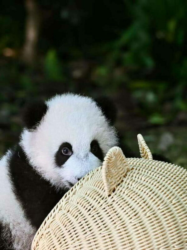 Chengdu: Panda Research Base Ticket or Private Transfer Tour - Key Points