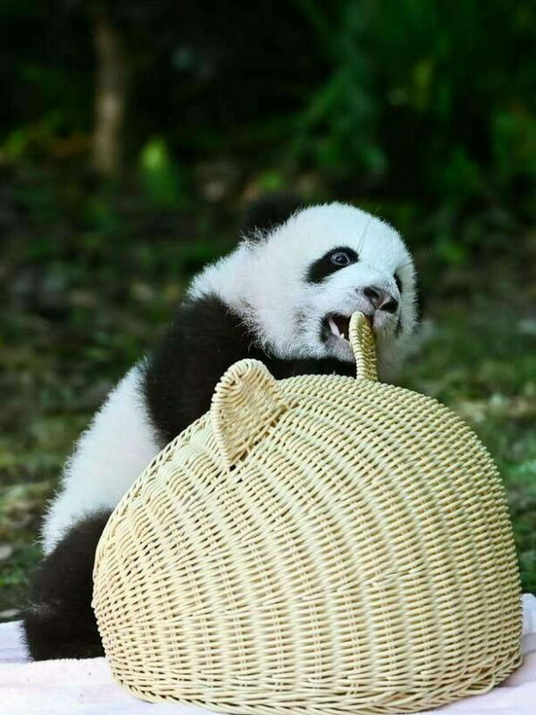 Chengdu: Panda Research Base Ticket or Private Transfer Tour - What to Expect on Your Panda Base Tour