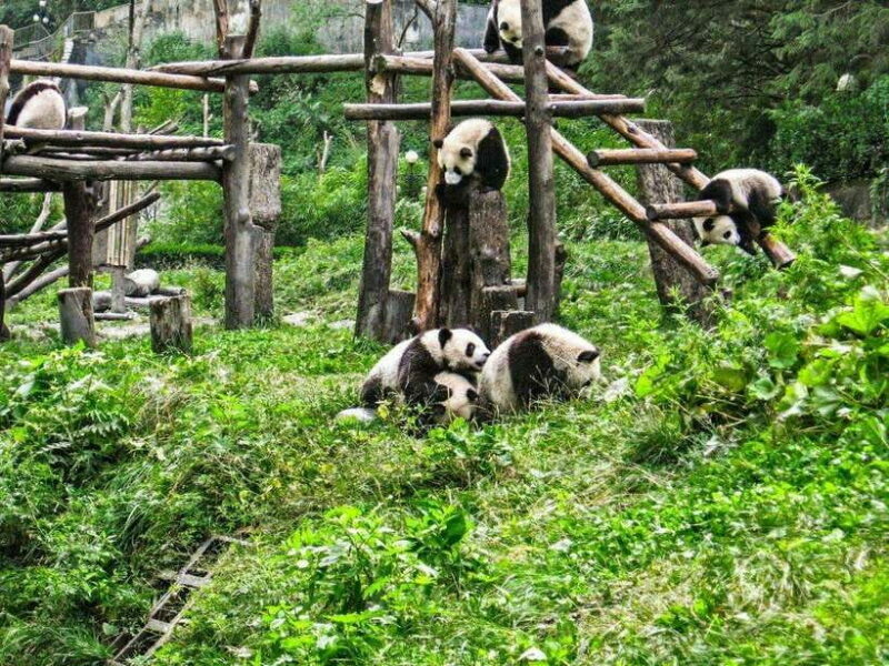 Chengdu: Panda Research Base Ticket or Private Transfer Tour - Who Will Love This Tour?