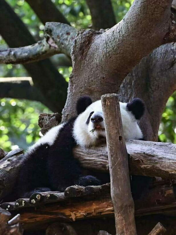 Chengdu: Panda Research Base Ticket or Private Transfer Tour - FAQ