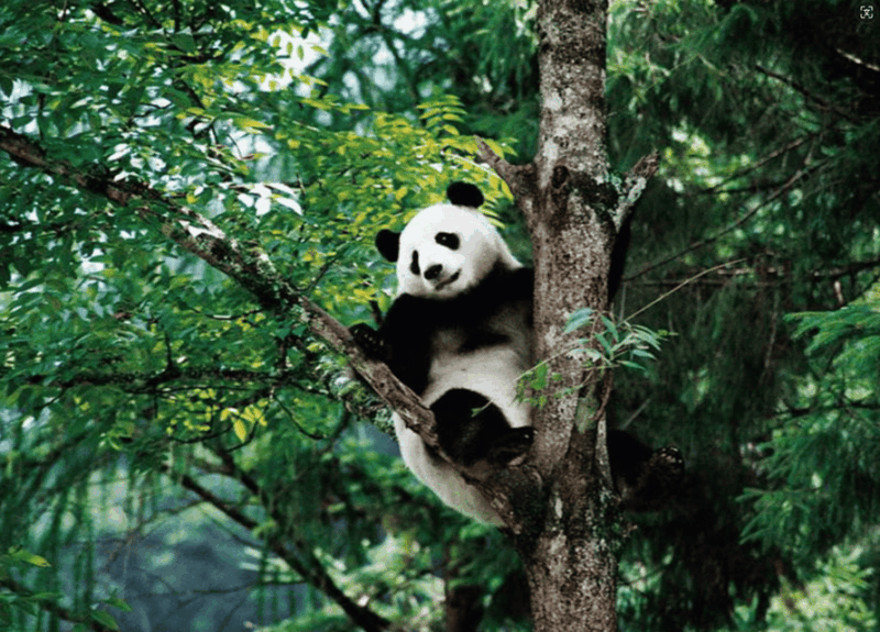 Chengdu Panda Ticket With One Way Private Transfer - Transfer Details