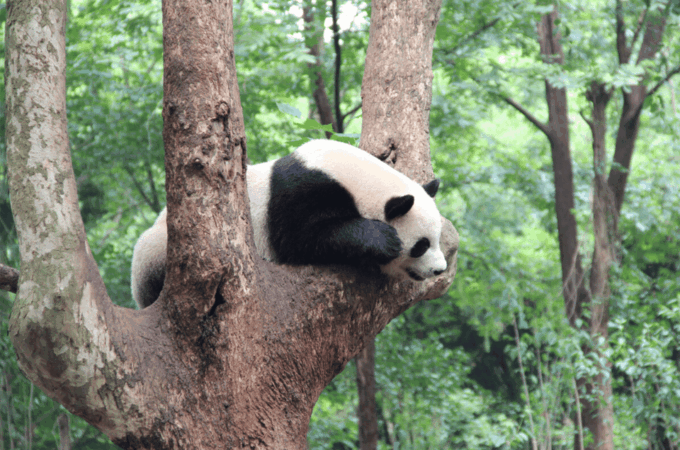 Chengdu Panda Ticket With One Way Private Transfer - Frequently Asked Questions