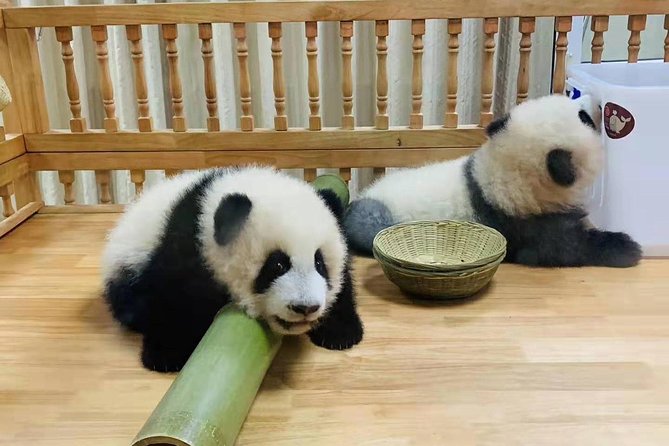 Chengdu Panda Tour and Local Culture Experience - Connecting With Chengdus Culture